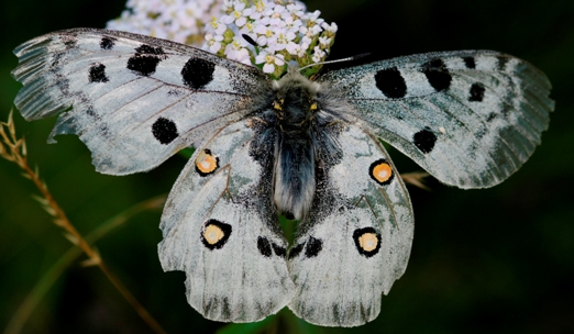 Parnassius apollo